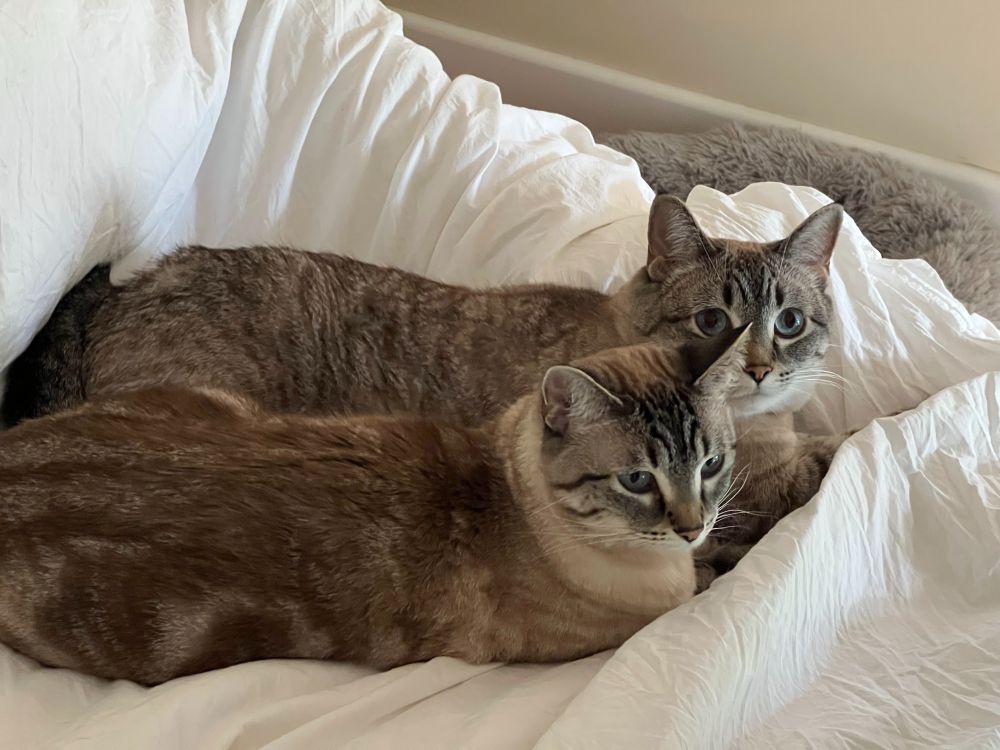 Two Lynx Point Tabby cats lie side by side on a bedspread.