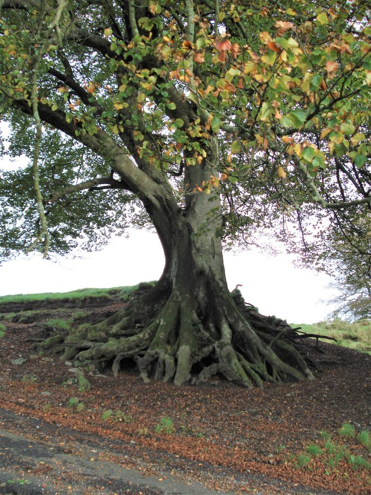 A large ancient tree with massive exposed root system. The leaves are starting to turn with some being yellow, a scattering of brown dried leaves litter the ground below the tree's canopy. The sky is grey and some green distant hills are in the background.