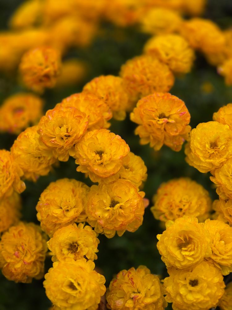 A bunch of yellow mums, tinged with orange in soft focus.