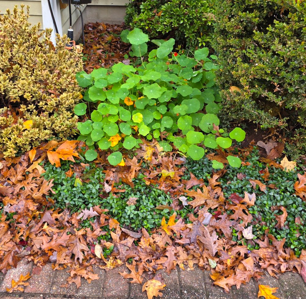 A resilient, bright green nasturtium snuggled between dry shrubbery and brown fallen leaves.