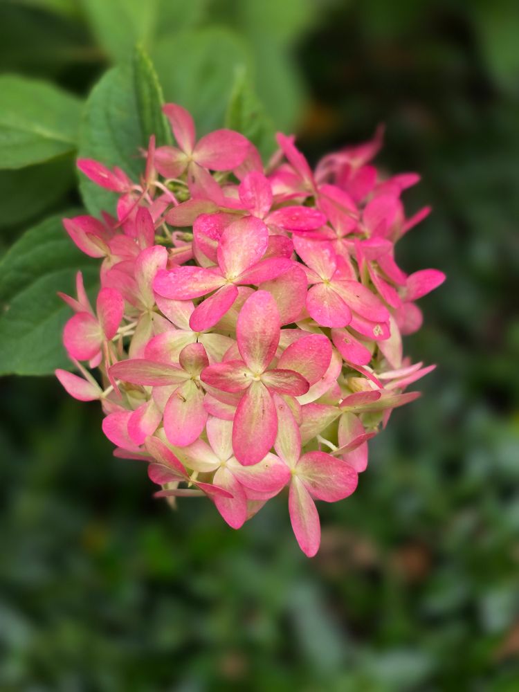Small hydrangea bloom. Pink tipped petals with white centers. All on a green, leafy background.