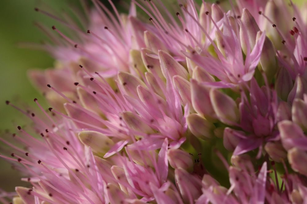 Macro shot, of pink petals on a Sedum plant.