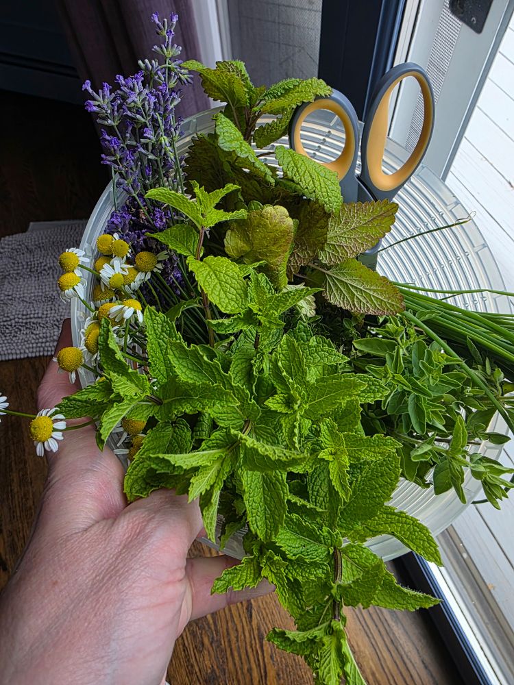 Terribly unartistic photo of a white hand holding a plastic salad spinner filled with random green leafy herbs, and purple and yellow flowers, plus a pair of yellow and gray scissors.