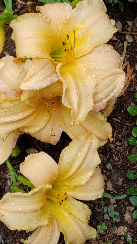 Three butter-yellow lilies wet with rain drops on the ground.