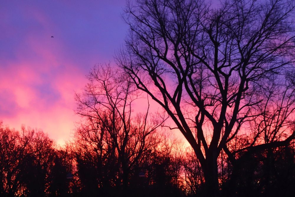 Sonnenaufgang hinter kahlen Bäumen. Der Himmel ist spektakulär lila, rosa, orange gefärbt. Die Bäume und Büsche im Vordergrund sind tiefschwarz.