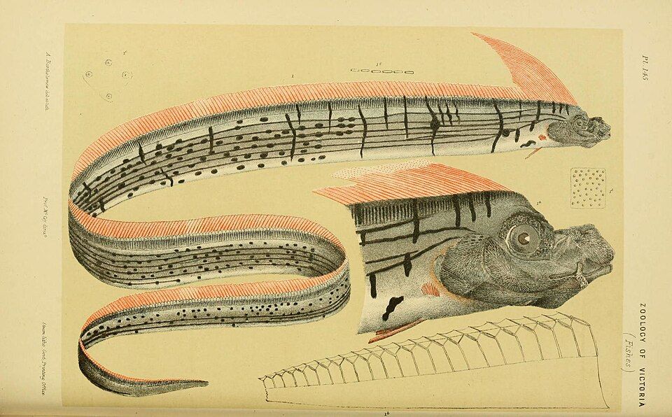 Oarfish is a long, snake like fish with long flowing pink frills. This is a diagram of one against a light yellow background. 