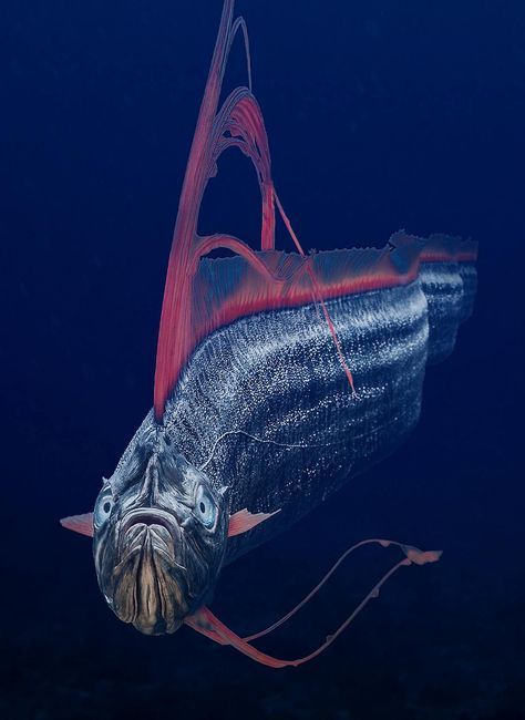 Oarfish is a long, snake like fish with long, flowing pink frills. This one is facing forward against a deep blue background. 
