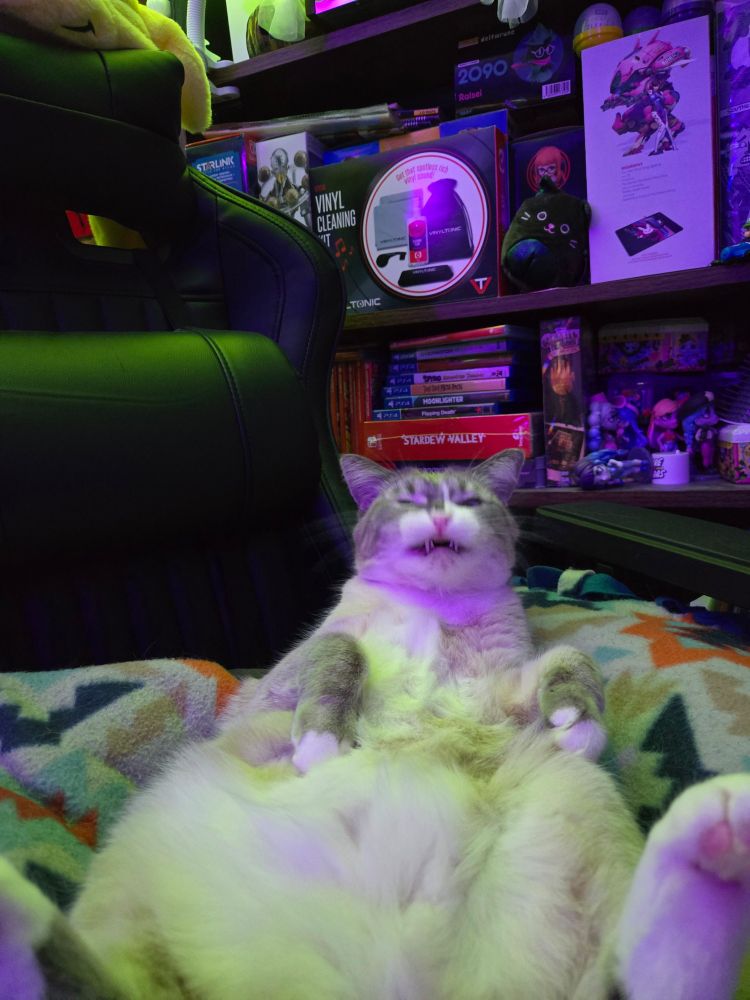 Dilute tabby end of yawn (silly face)