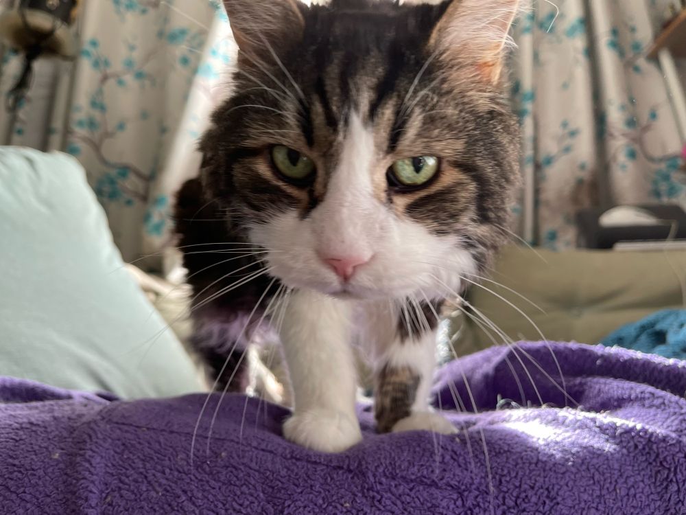Gorgeous long-haired cat with striking green eyes stares into the camera. 