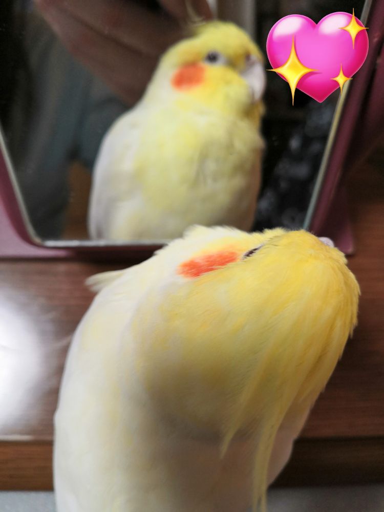今日のオカメインコ