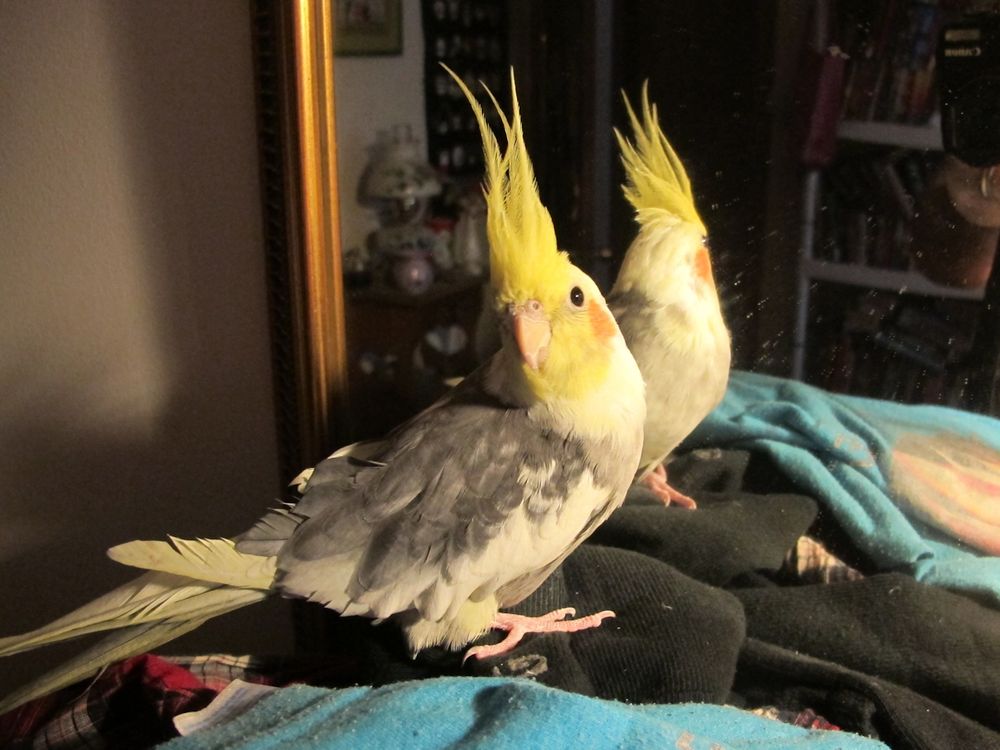 A handsome pied cockatiel sits in front of a mirror and looks happily back at his HUMON, who's being really goony and saying silly things like "Oh, you found him! You found mirror bird! And look, he's almost as handsome as you are!" Silly HUMON.