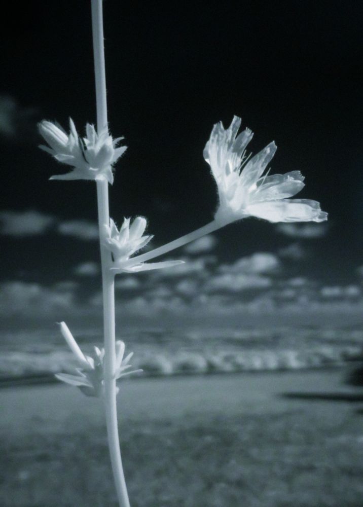 An infrared photo of chicory flowers, with woodland in the distance and a  few clouds near the horizon. The sky is dark.