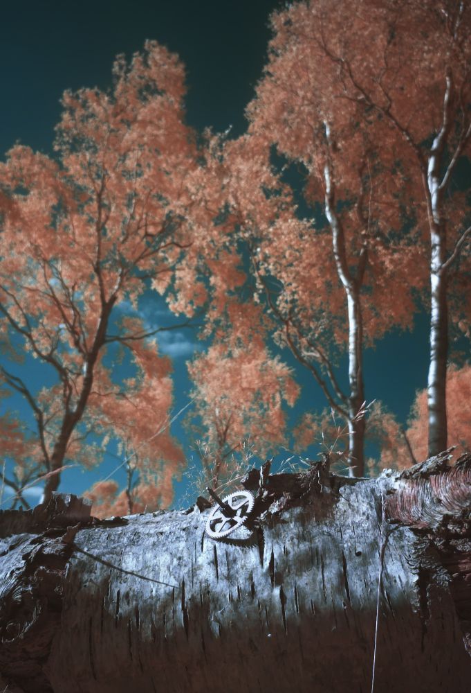 A fallen tree in the foreground with birch trees and blue sky behind. This is an infrared photo shot with a 530nm long pass filter 