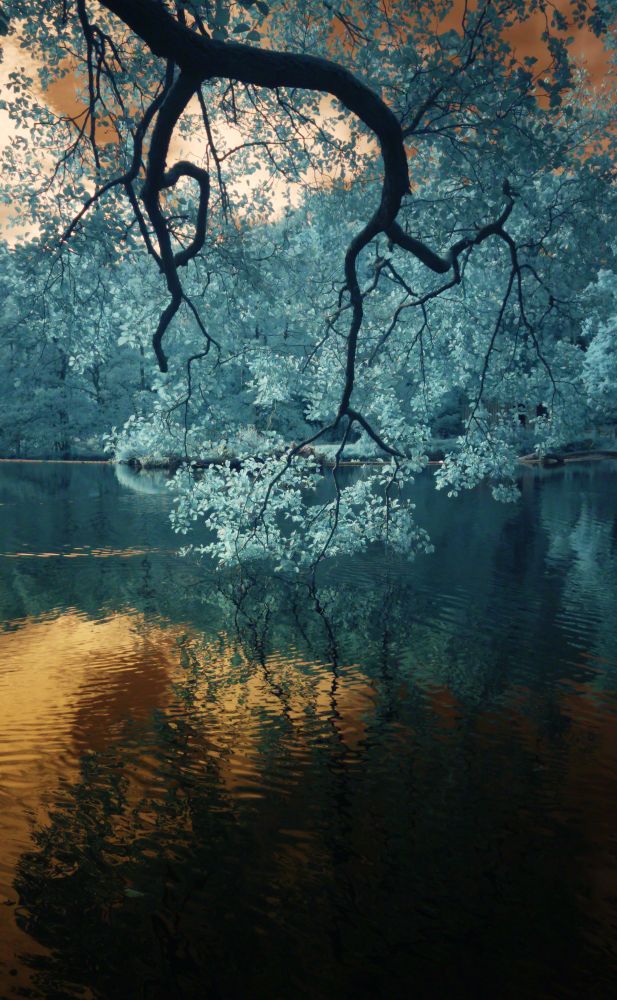 An infrared photo of trees over a river