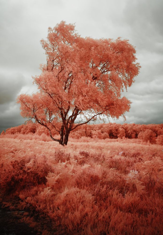 An infrared photo of a birch tree surrounded by bracken. The sky is heavy with clouds.