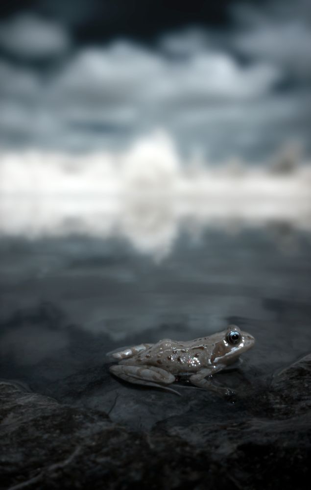 An infrared photo of a frog on a rock at the edge of a pond. In the distance are a line of trees and cloudy skies.