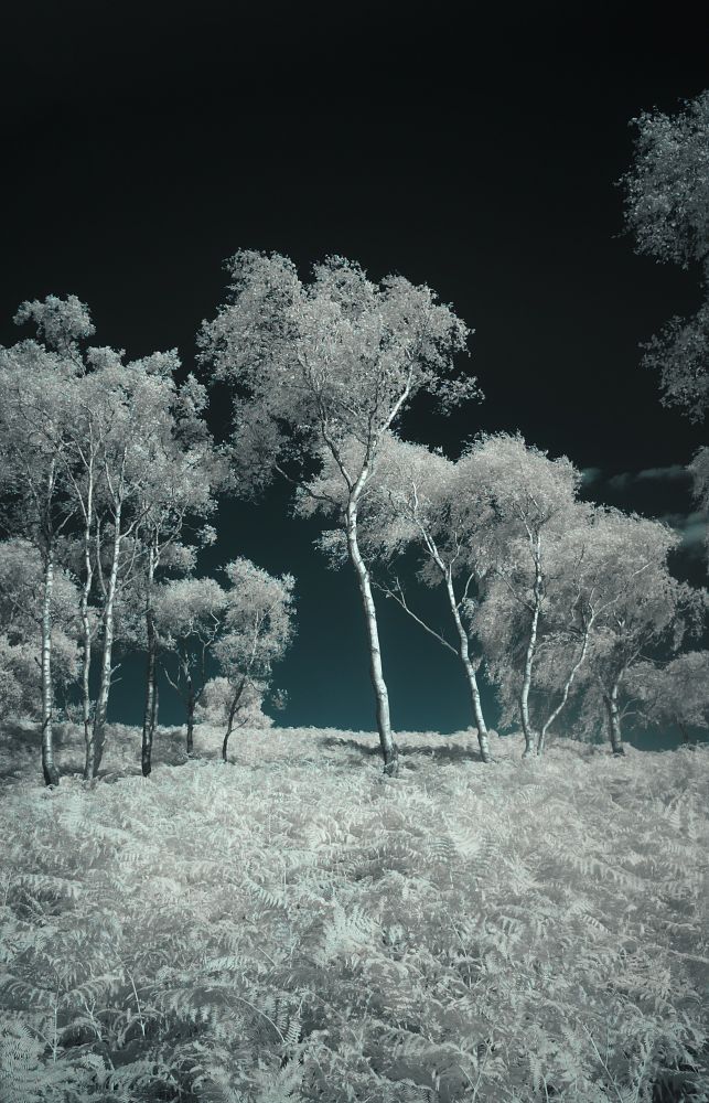 Silver birch trees surrounded by bracken, set against a clear dark blue sky