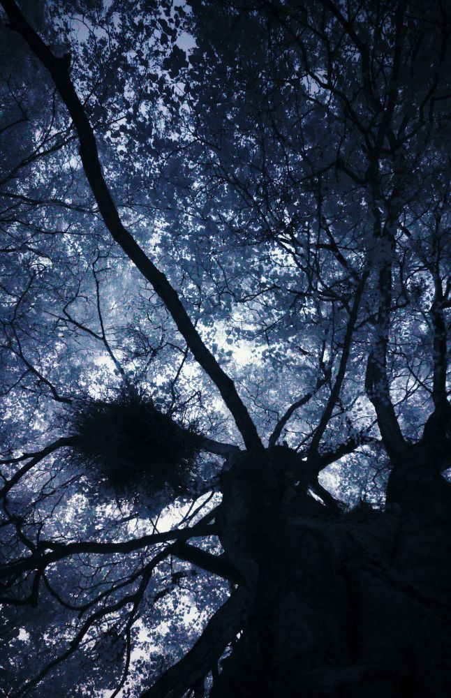 Looking up from underneath a tree. A dense cluster of tangled growth can be seen above. This is a witches' broom gall, caused by fungal infection.