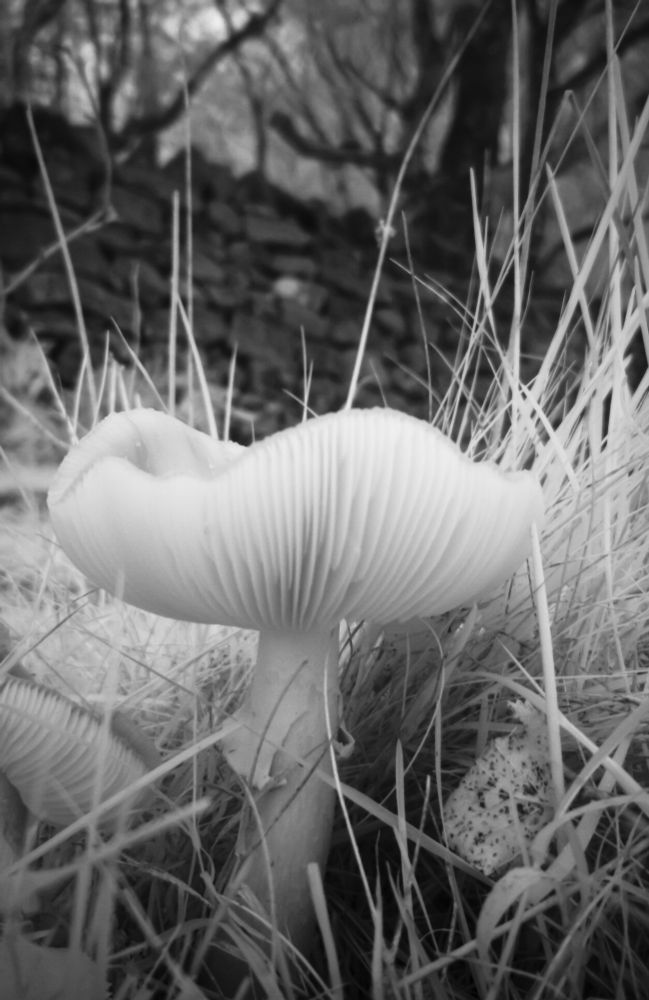 A mushroom in long grass by the edge of an old stone wall. The edges of the mushroom have turned upwards revealing the white gills below. 

This is an infrared photo. All mushrooms and fungi seem to reflect most infrared light, resulting in a clean white appearance in infrared photography.