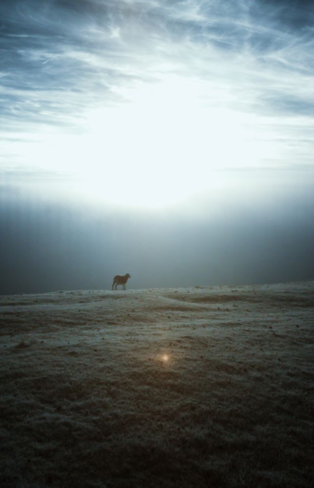 Looking toward the sun through low cloud. A lone sheep stands on the edge of a hill, with the valley below shrouded in cloud. A small lens flare is in the lower middle of the shot. This in an infrared photo.