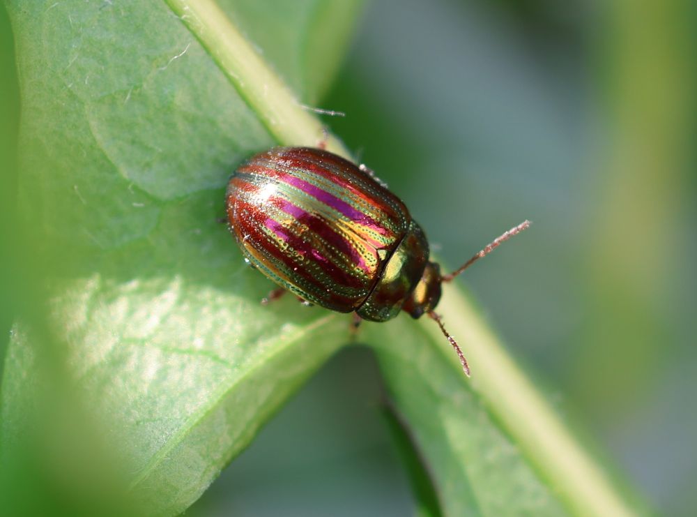 Chrysolina americana