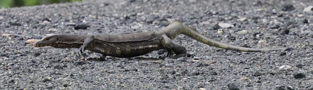 Varanus salvator macromaculatus