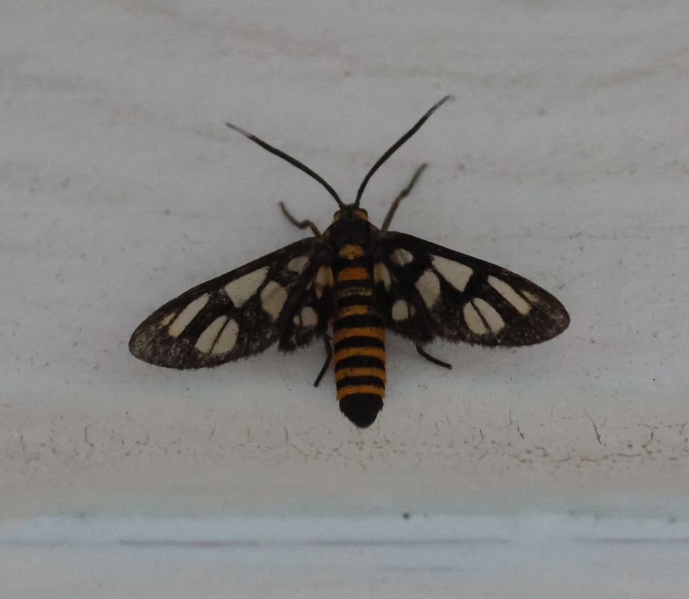Amata huebneri