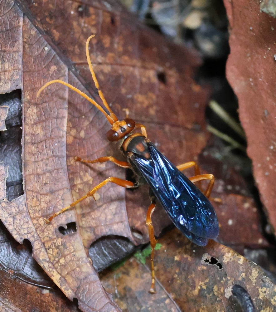 Some spider wasp (pepsini). Orange head and legs, black/blue wings. 