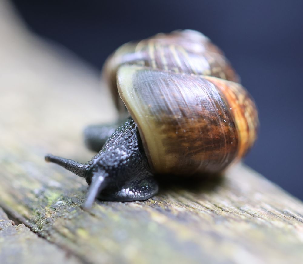 Arianta arbustorum