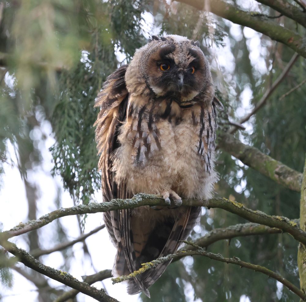 Juvenile Asio otus