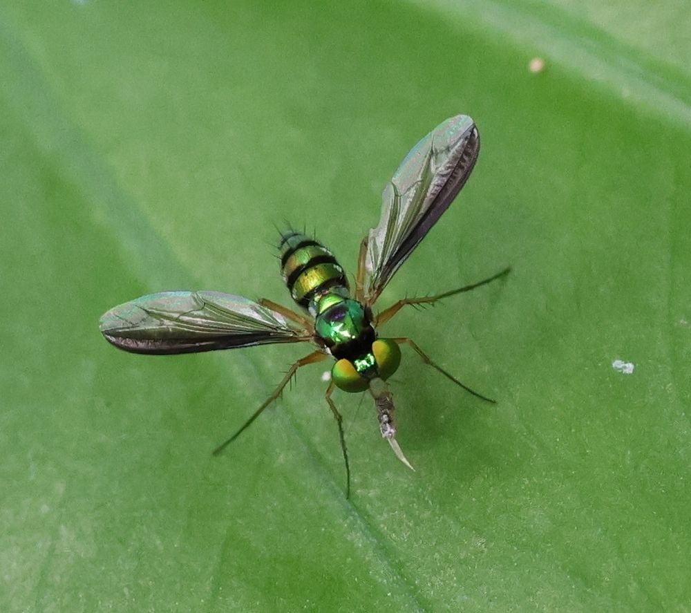 Metallic green fly (no idea what sp.)