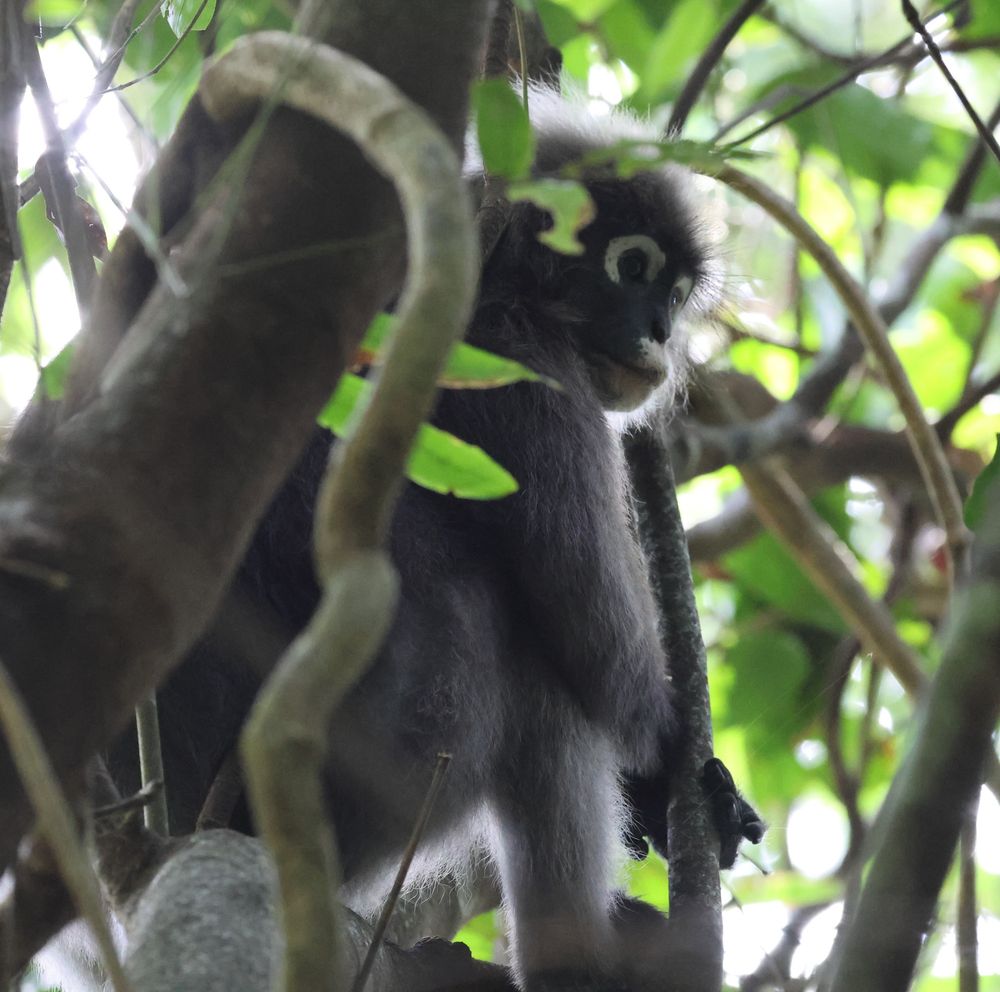 Trachypithecus obscurus