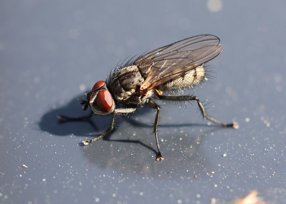 Brachycera