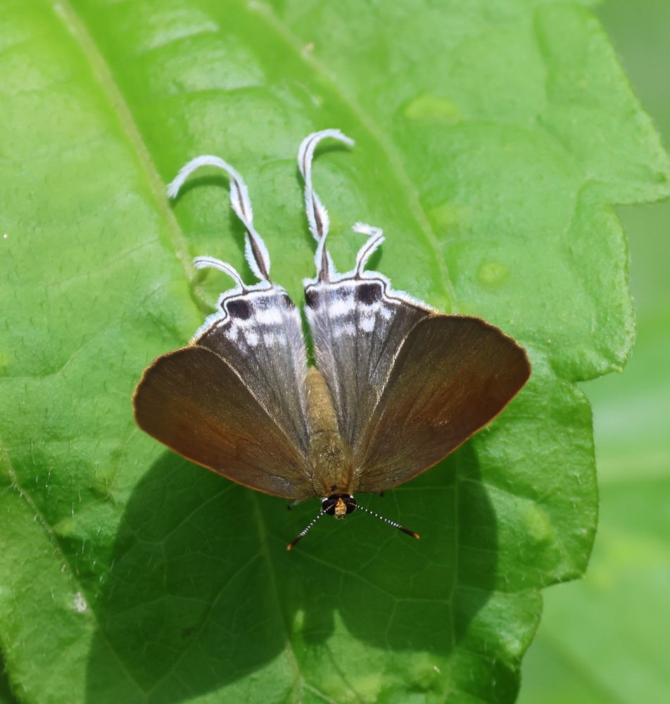 Zeltus amasa