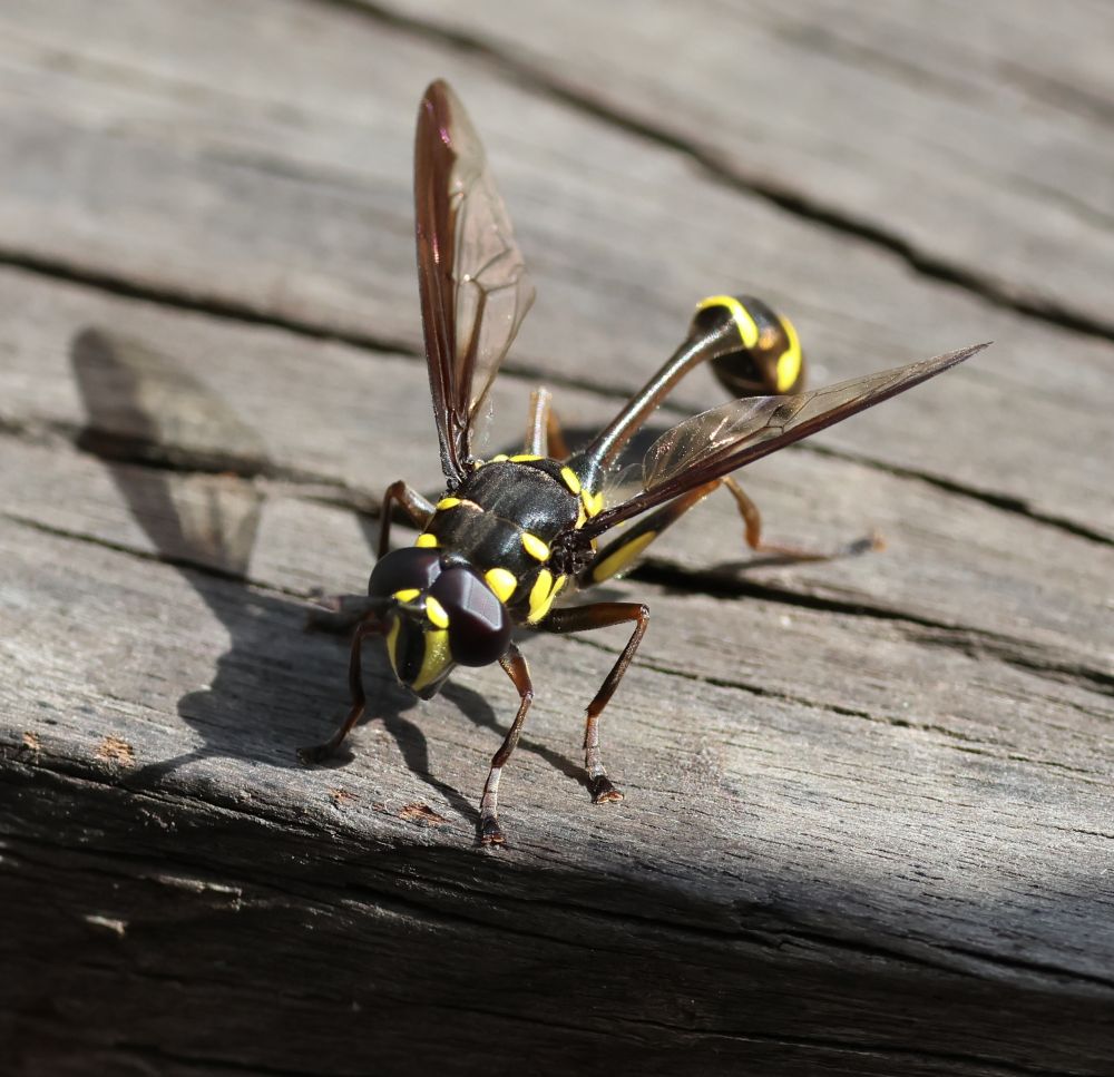 Monoceromyia javana