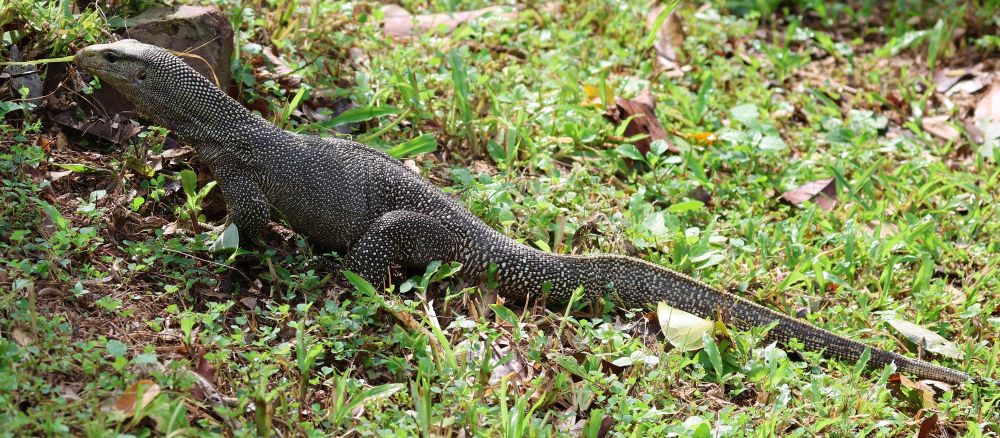 Varanus nebulosus