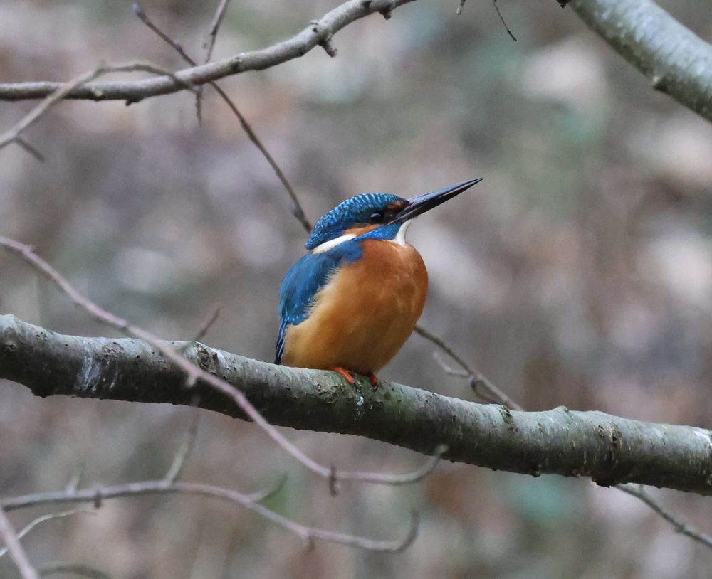 Alcedo atthis perching on a branch. 