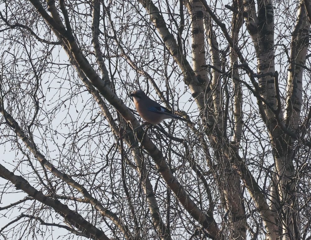 Garrulus glandarius