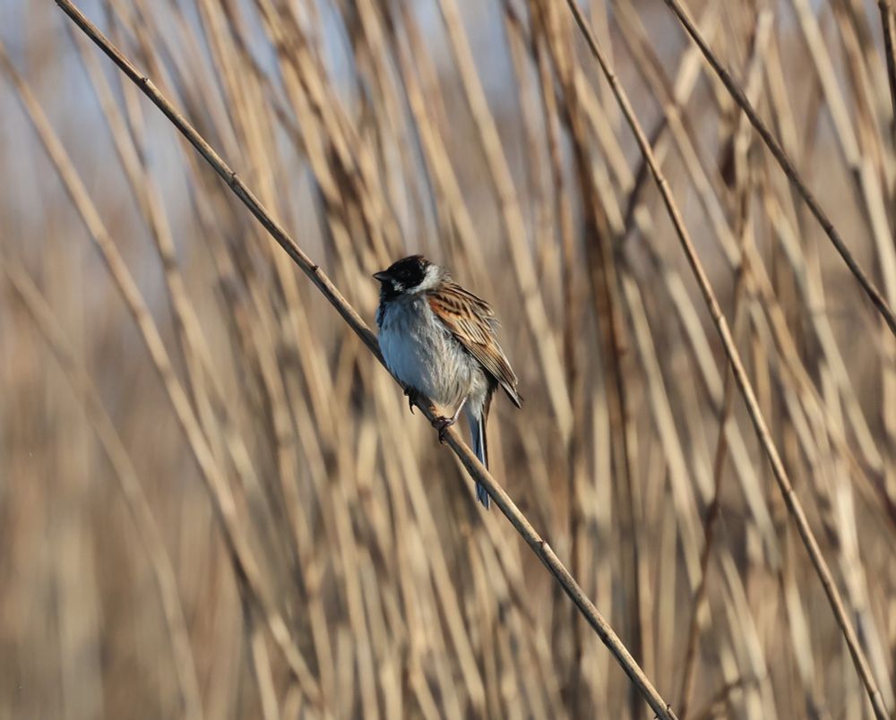 Emberiza schoeniclus