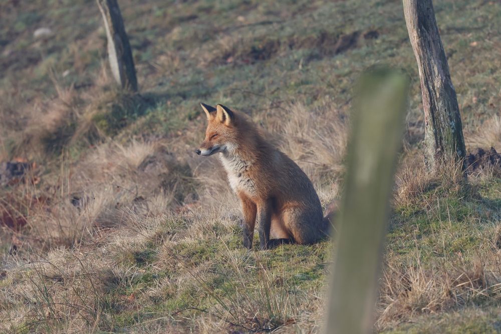 Sitting Vulpes vulpes (not a bird but I like the pic).