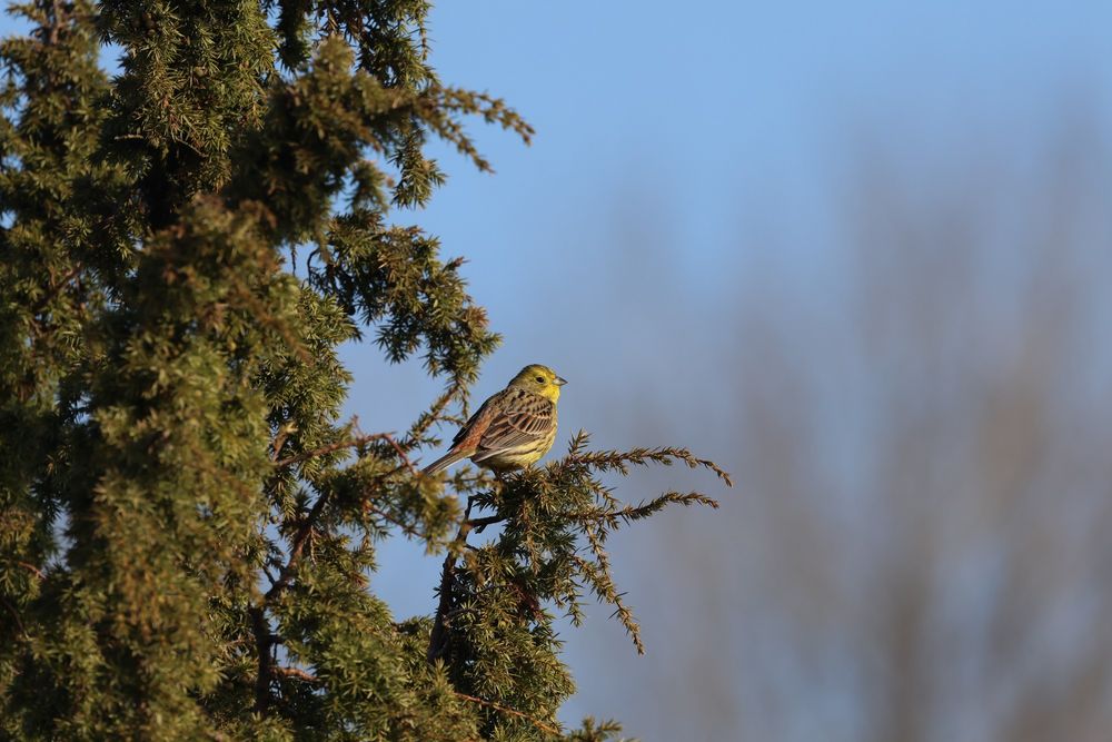 Emberiza citrinella