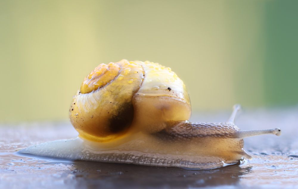 Cepaea sp. Yellow with dew.