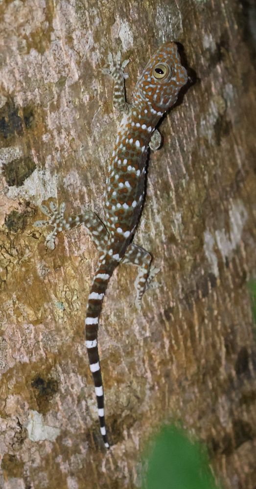 Gekko gecko