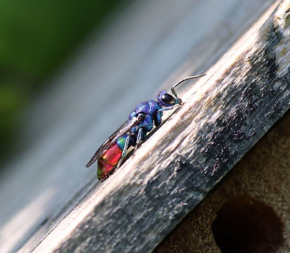 Chrysis fulgida (I think), side view. 