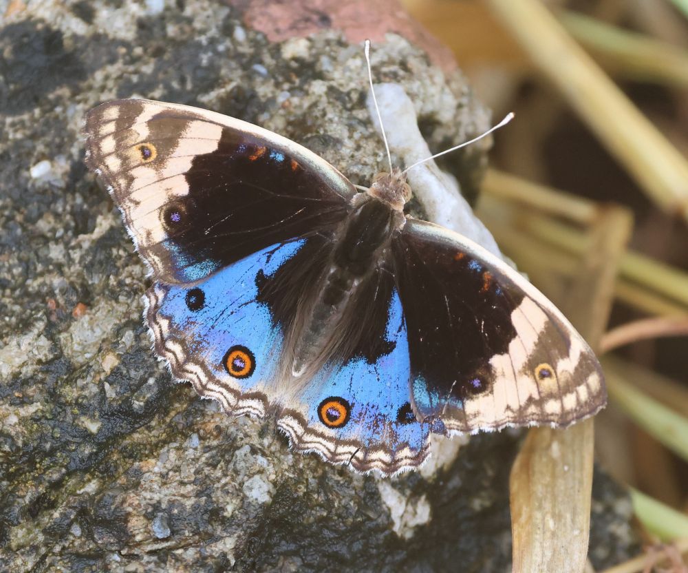 Junonia orithya