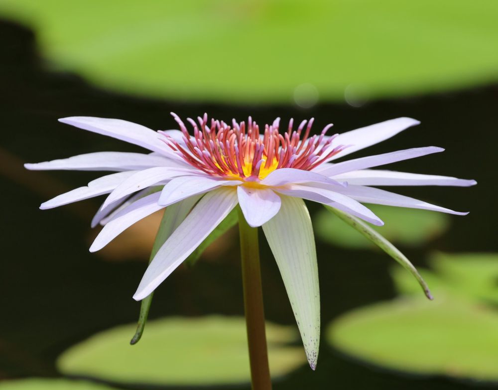Nymphaea, possibly elegans. Pale purple with yellow center