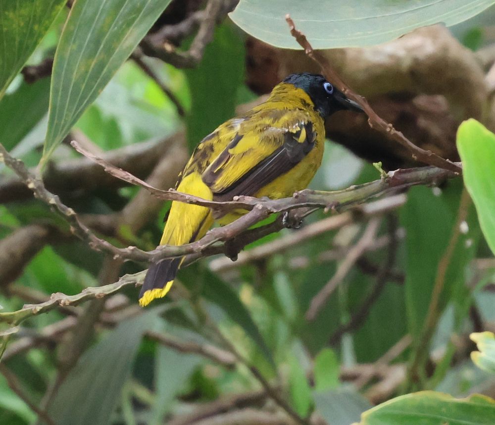 Microtarsus melanocephalos