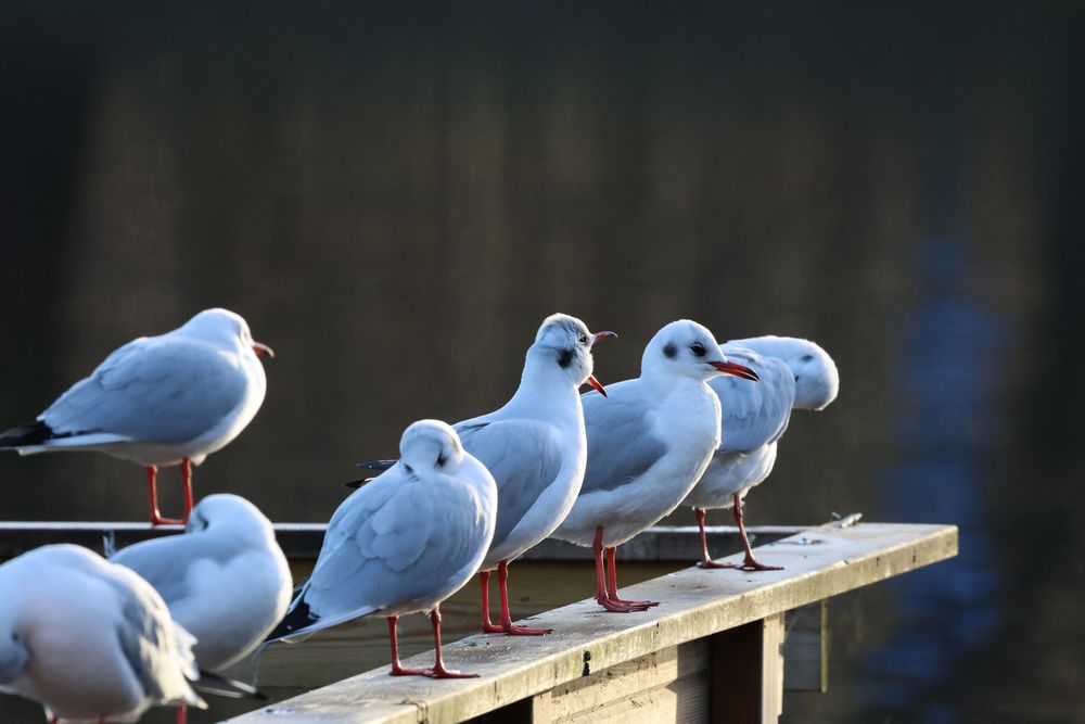 Yawning gull