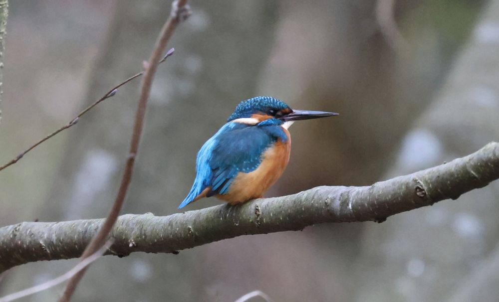 Alcedo atthis perching on a branch. 