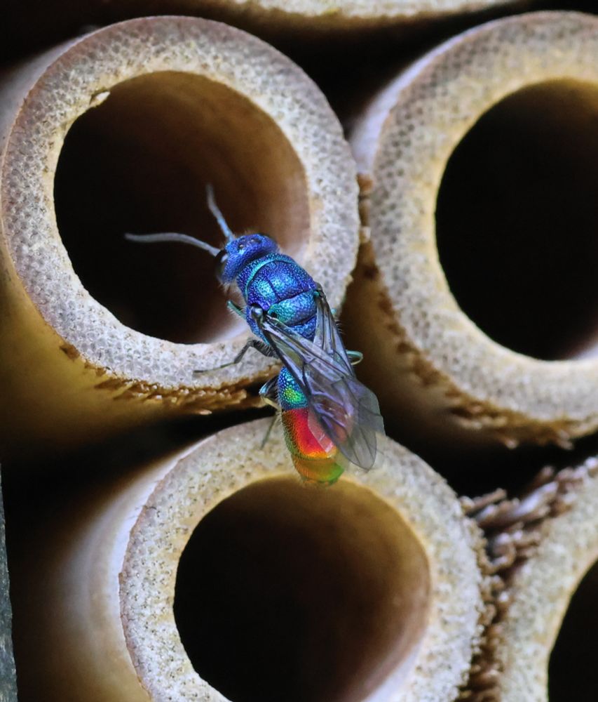 Chrysis fulgida (I think), dorsal view. 